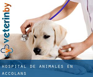 Hospital de animales en Accolans