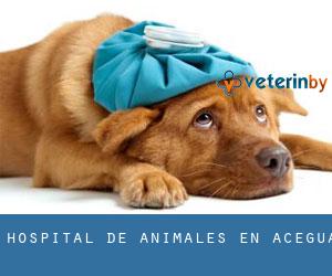 Hospital de animales en Aceguá