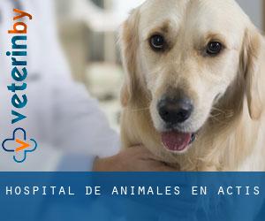 Hospital de animales en Actis