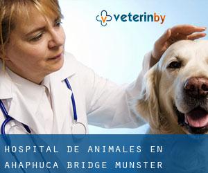 Hospital de animales en Ahaphuca Bridge (Munster)