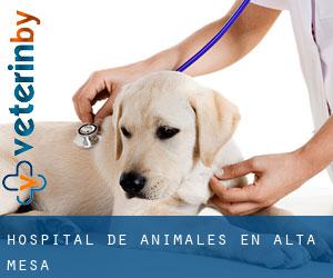 Hospital de animales en Alta Mesa