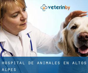 Hospital de animales en Altos Alpes