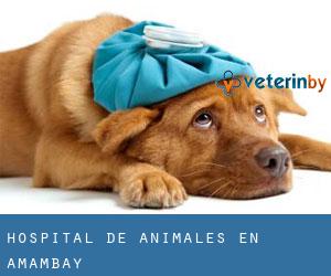 Hospital de animales en Amambay