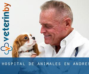 Hospital de animales en Andres