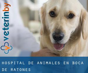 Hospital de animales en Boca de Ratones