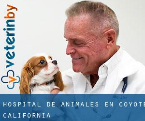 Hospital de animales en Coyote (California)