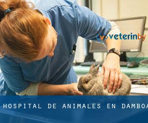 Hospital de animales en Damboa