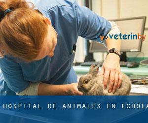 Hospital de animales en Echola