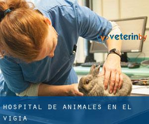 Hospital de animales en El Vigía