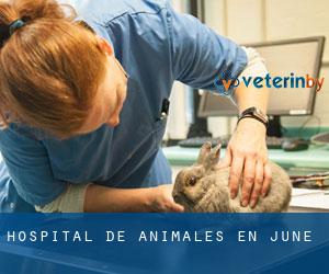Hospital de animales en June