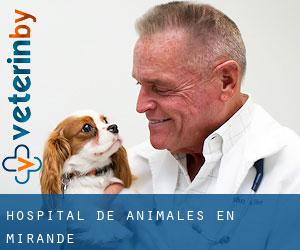 Hospital de animales en Mirande