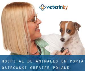 Hospital de animales en Powiat ostrowski (Greater Poland Voivodeship)