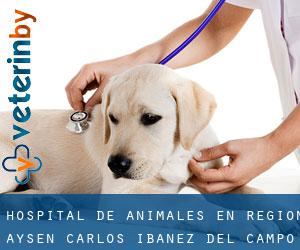 Hospital de animales en Región Aysén Carlos Ibáñez del Campo