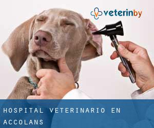 Hospital veterinario en Accolans