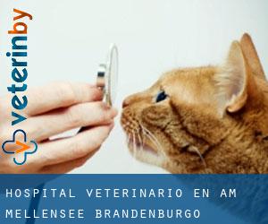 Hospital veterinario en Am Mellensee (Brandenburgo)