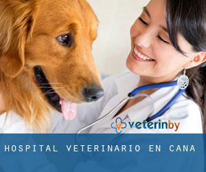 Hospital veterinario en Cana