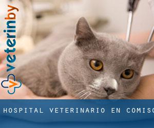 Hospital veterinario en Comiso