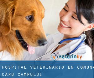 Hospital veterinario en Comuna Capu Câmpului