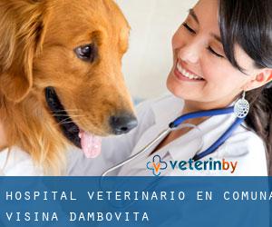 Hospital veterinario en Comuna Vişina (Dâmboviţa)