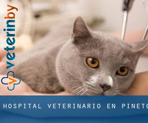Hospital veterinario en Pineto