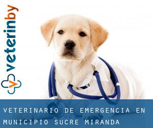 Veterinario de emergencia en Municipio Sucre (Miranda)