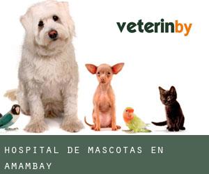 Hospital de mascotas en Amambay