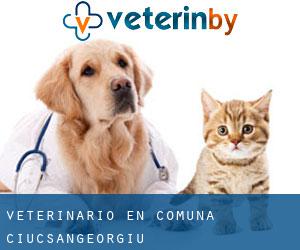 veterinario en Comuna Ciucsângeorgiu