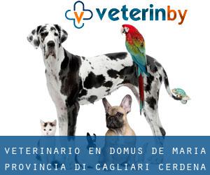 veterinario en Domus de Maria (Provincia di Cagliari, Cerdeña)