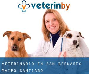 veterinario en San Bernardo (Maipo, Santiago)