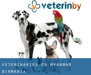Veterinarios en Myanmar (Birmania)