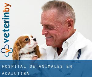 Hospital de animales en Acajutiba