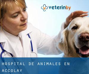 Hospital de animales en Accolay