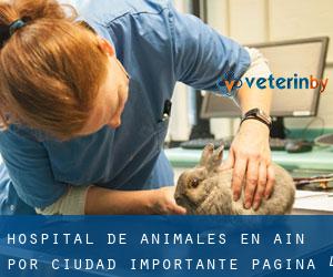 Hospital de animales en Ain por ciudad importante - página 4