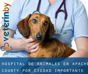 Hospital de animales en Apache County por ciudad importante - página 3