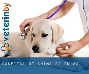 Hospital de animales en Aš