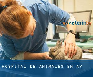 Hospital de animales en Ay