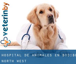 Hospital de animales en Bodibe (North-West)