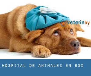 Hospital de animales en Box