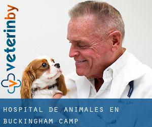 Hospital de animales en Buckingham Camp