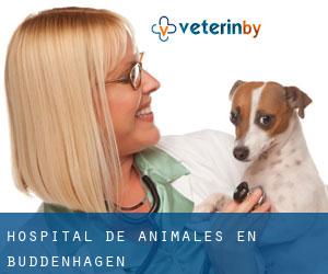 Hospital de animales en Buddenhagen