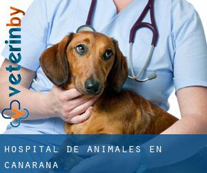Hospital de animales en Canarana