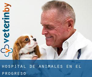 Hospital de animales en El Progreso