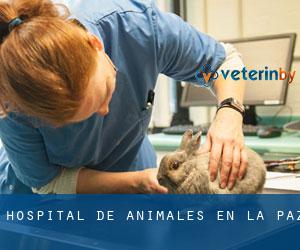 Hospital de animales en La Paz