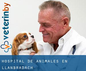 Hospital de animales en Llanbradach