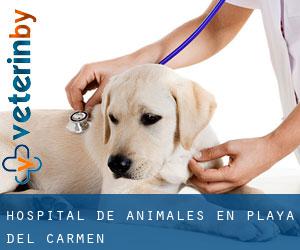 Hospital de animales en Playa del Carmen
