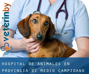 Hospital de animales en Provincia di Medio Campidano