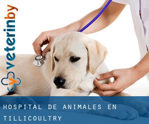 Hospital de animales en Tillicoultry