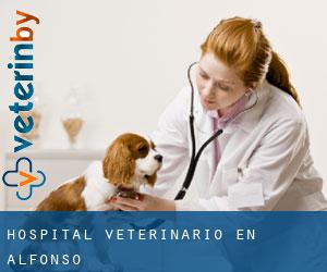 Hospital veterinario en Alfonso