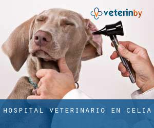Hospital veterinario en Celia