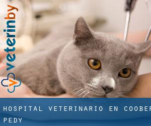 Hospital veterinario en Coober Pedy